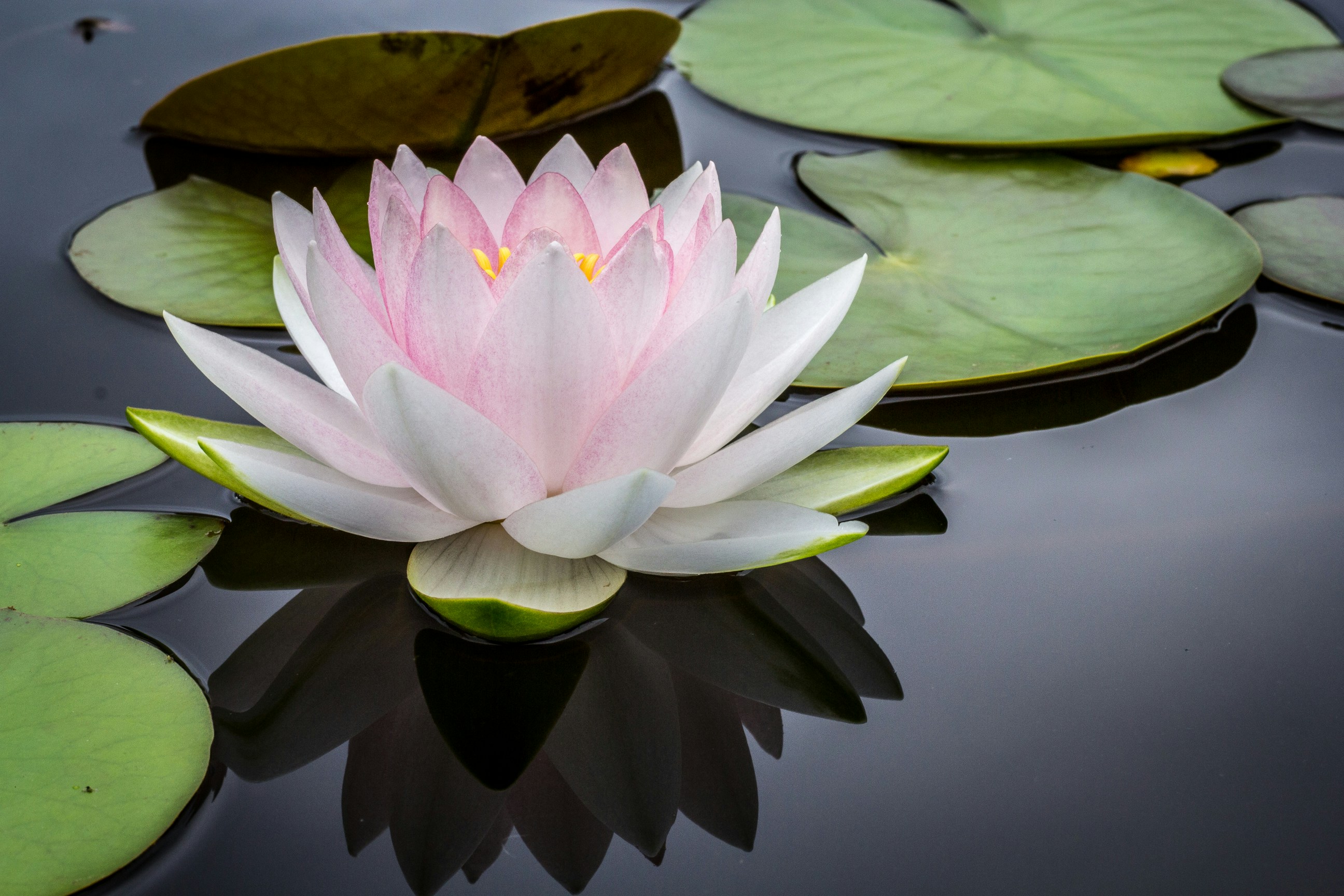 Peaceful meditation and healing session