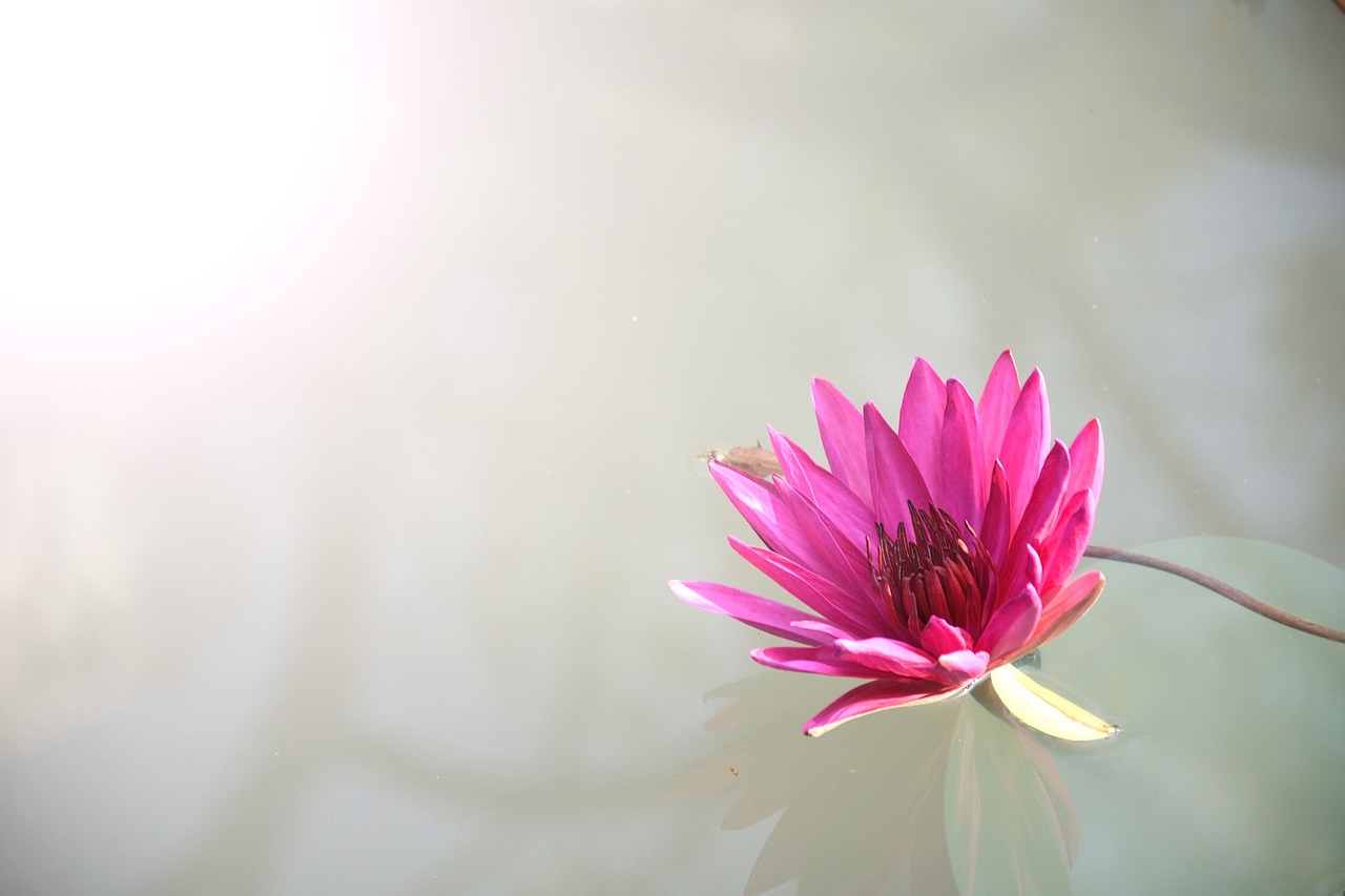 Lotus flower
