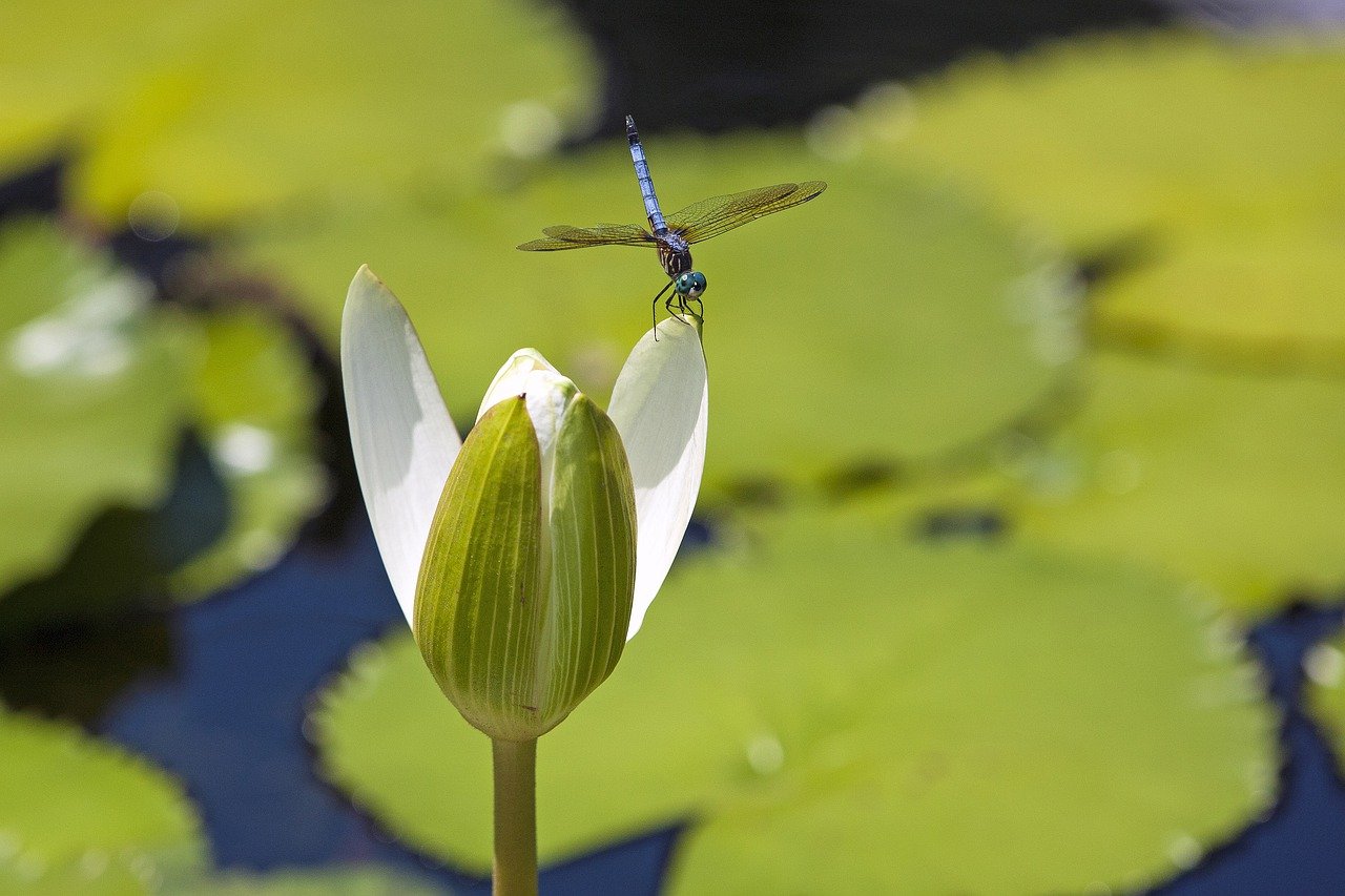 Lotus flower