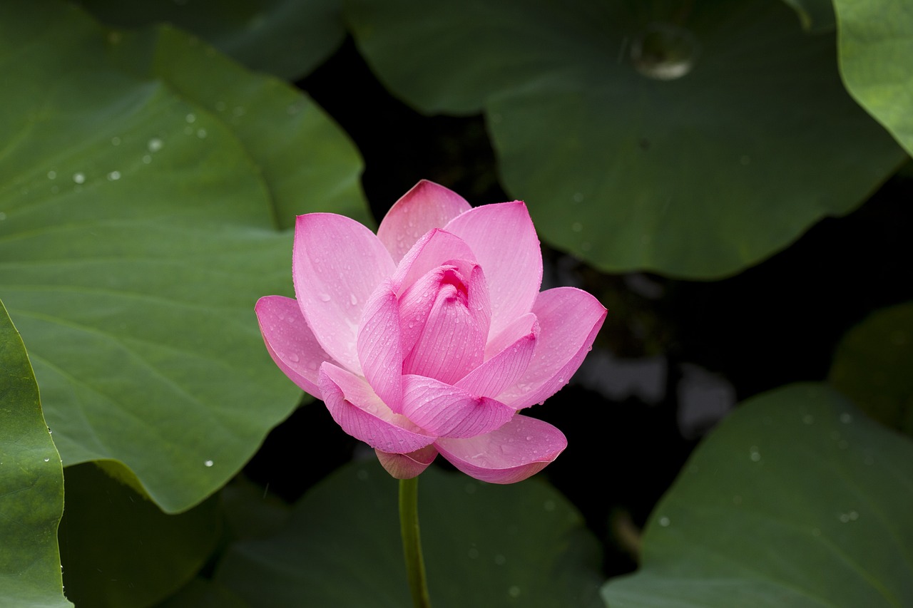 Lotus flower