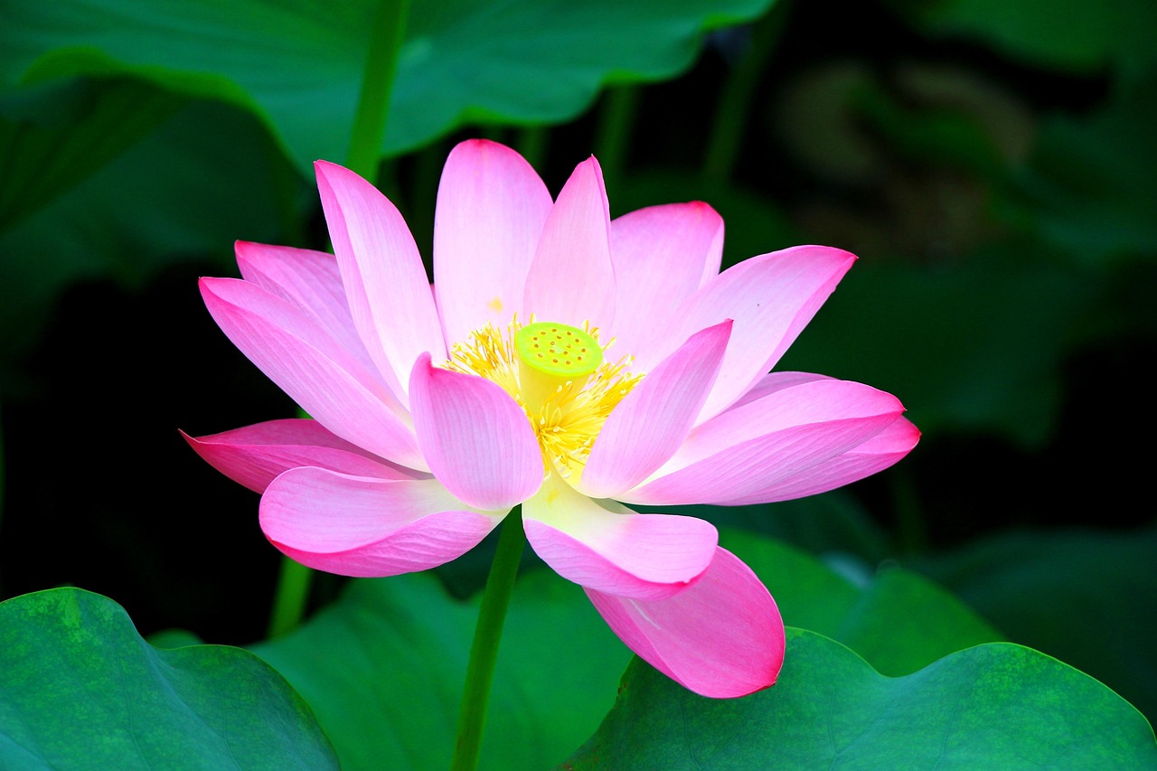 Lotus flower
